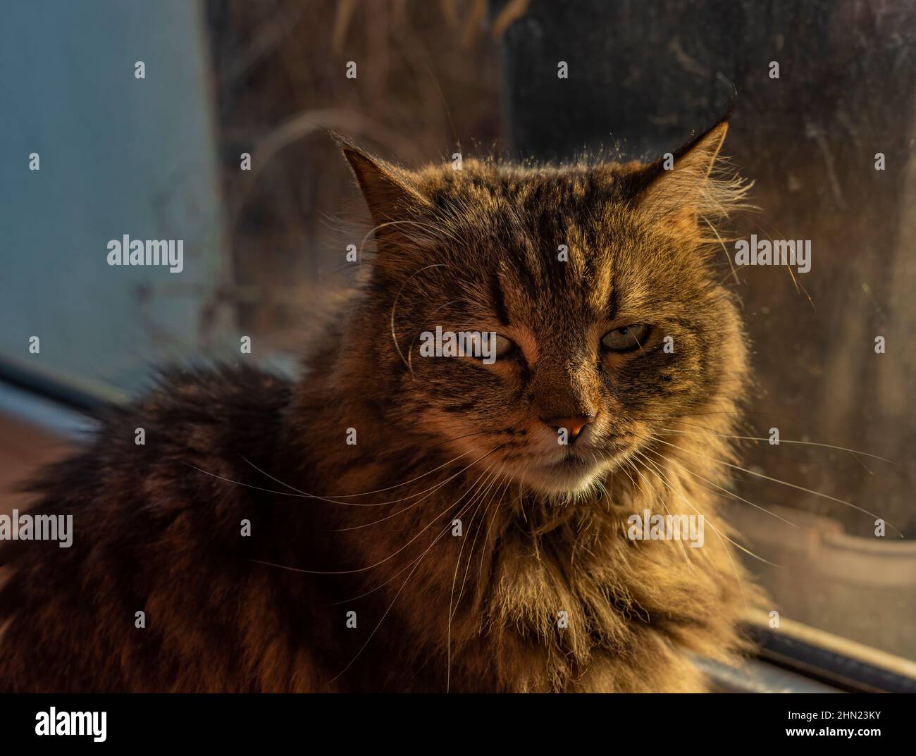 Tabby small cat near window in sunny color morning Stock Photo - Alamy