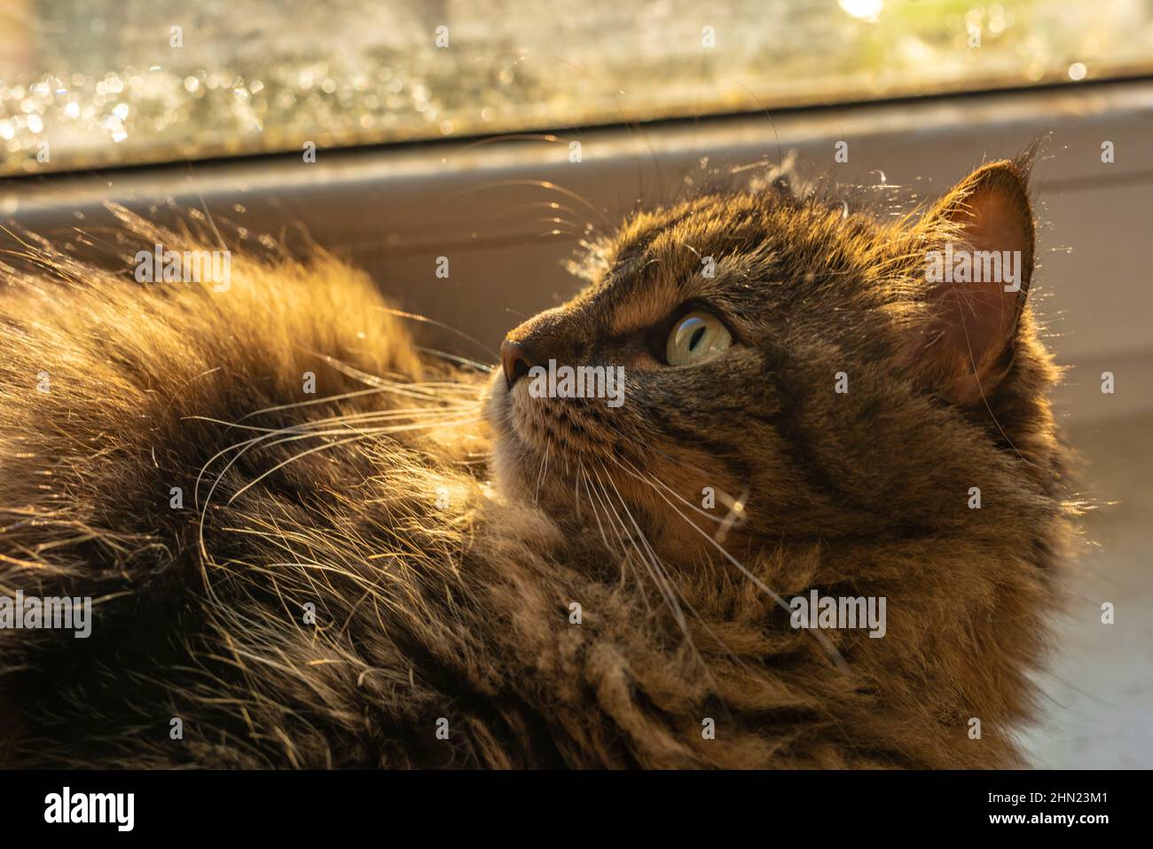 Tabby small cat near window in sunny color morning Stock Photo - Alamy