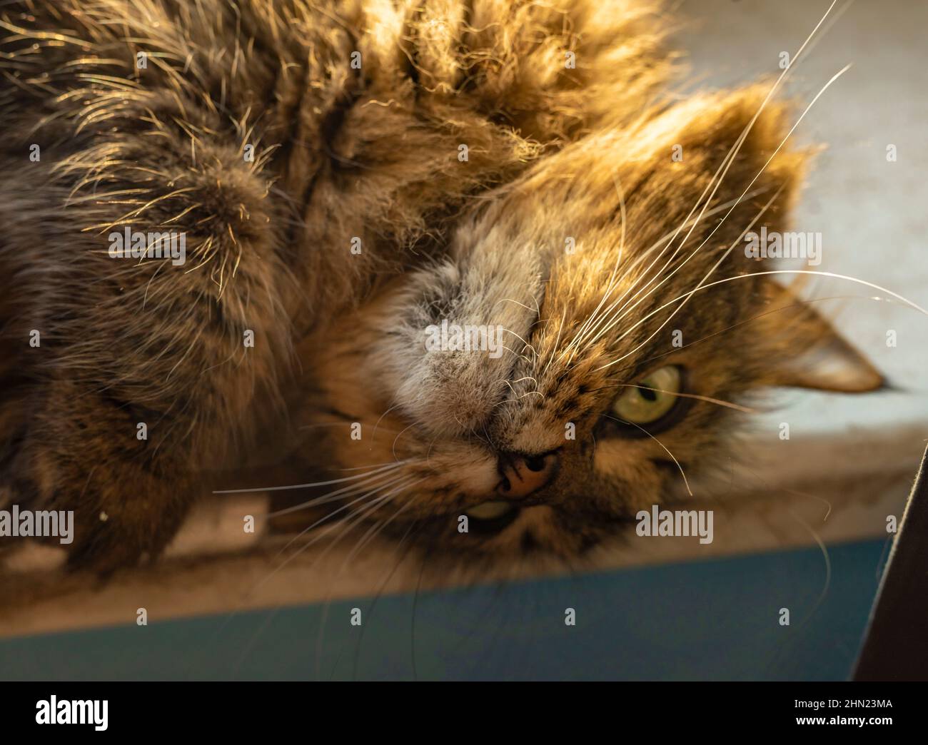 Tabby small cat near window in sunny color morning Stock Photo - Alamy