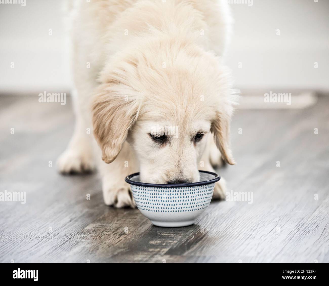An English Cream Golden Retriever puppy eating from his food bowl. Stock Photo