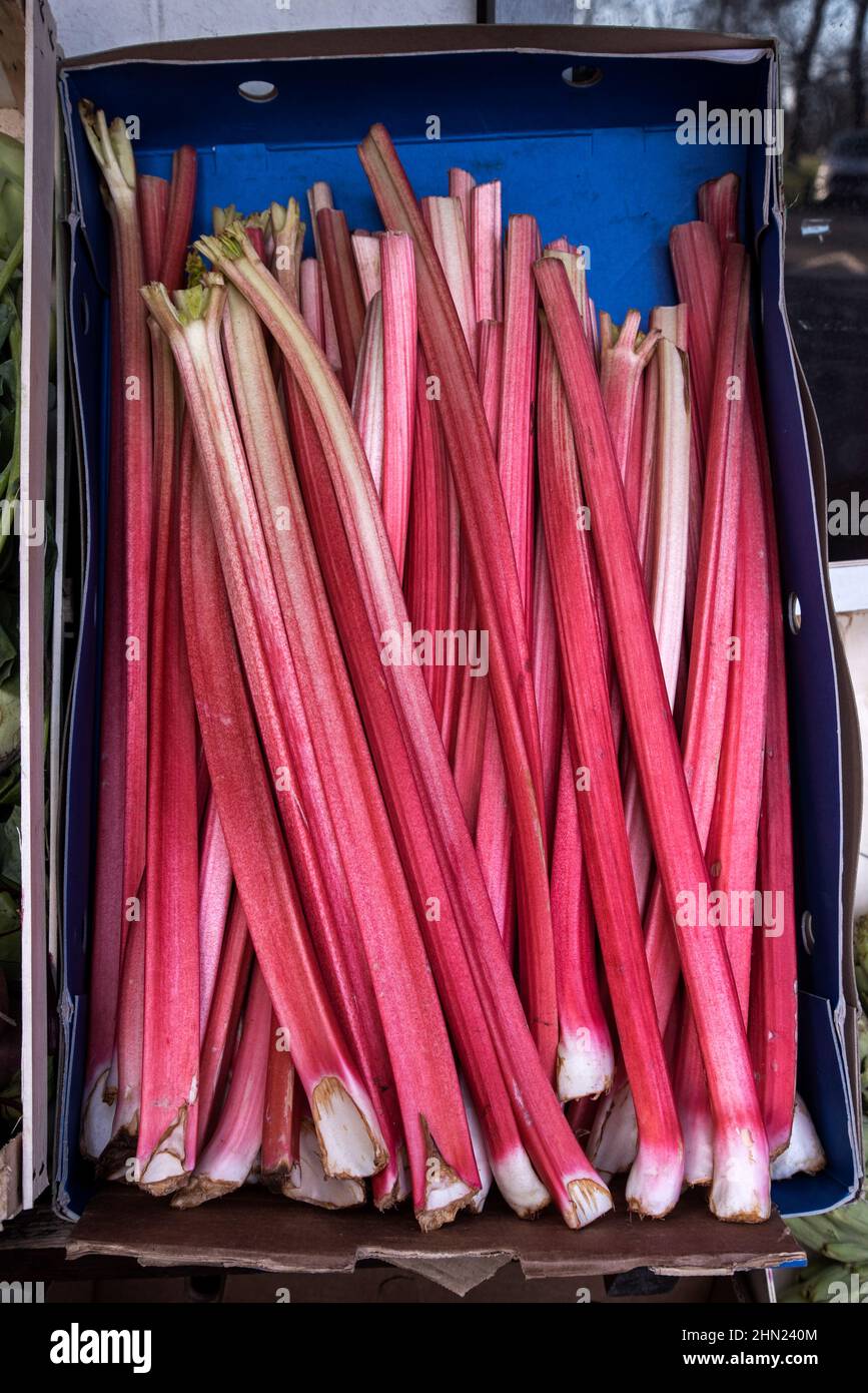 A box of rhubarb for sale outside a convenience store in Edinburgh, Scotland, UK. Stock Photo