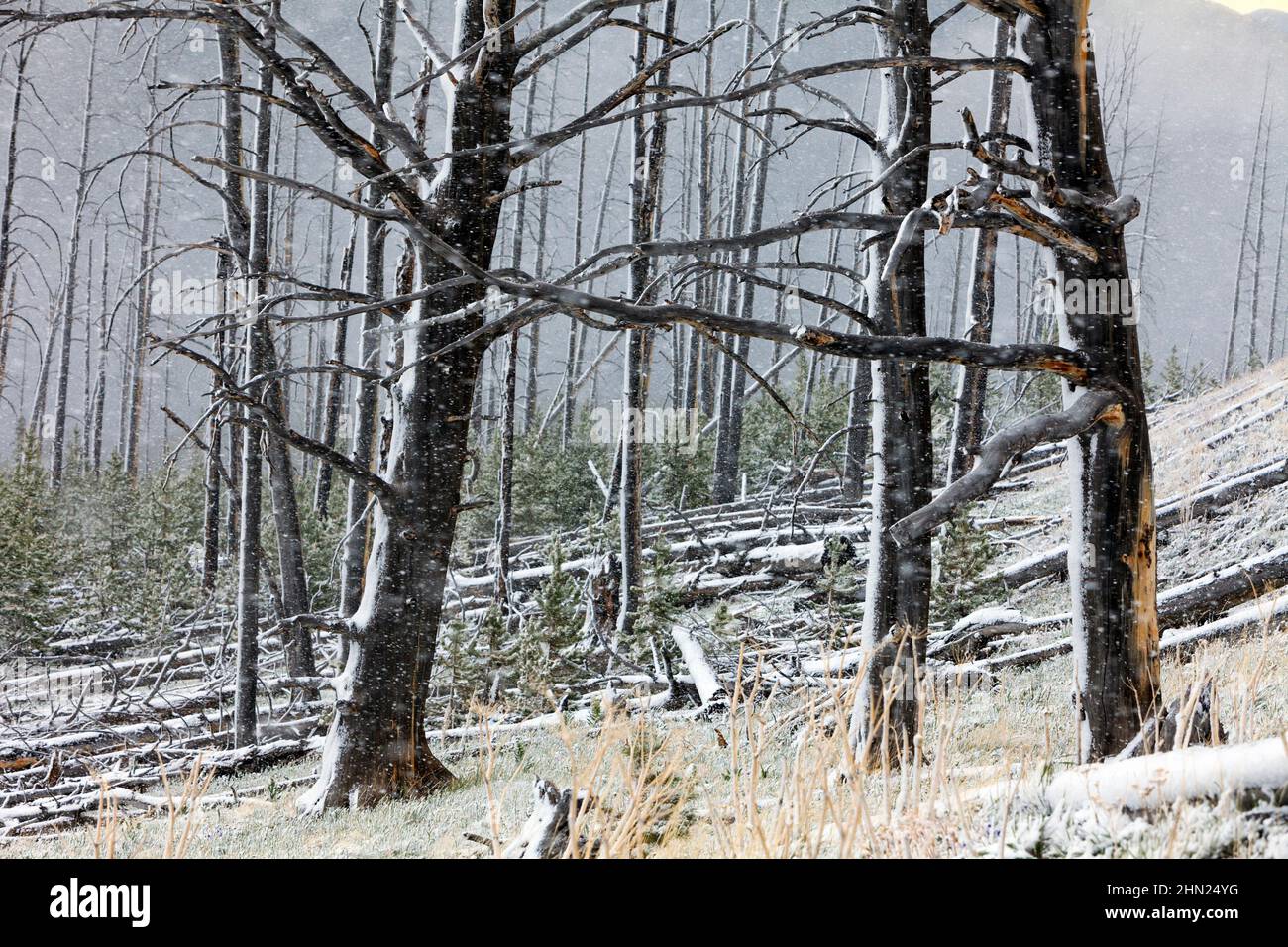 Summer Snowstorm amongst burnt trees, Dunraven Pass, Yellowstone NP, Wyoming, USA Stock Photo
