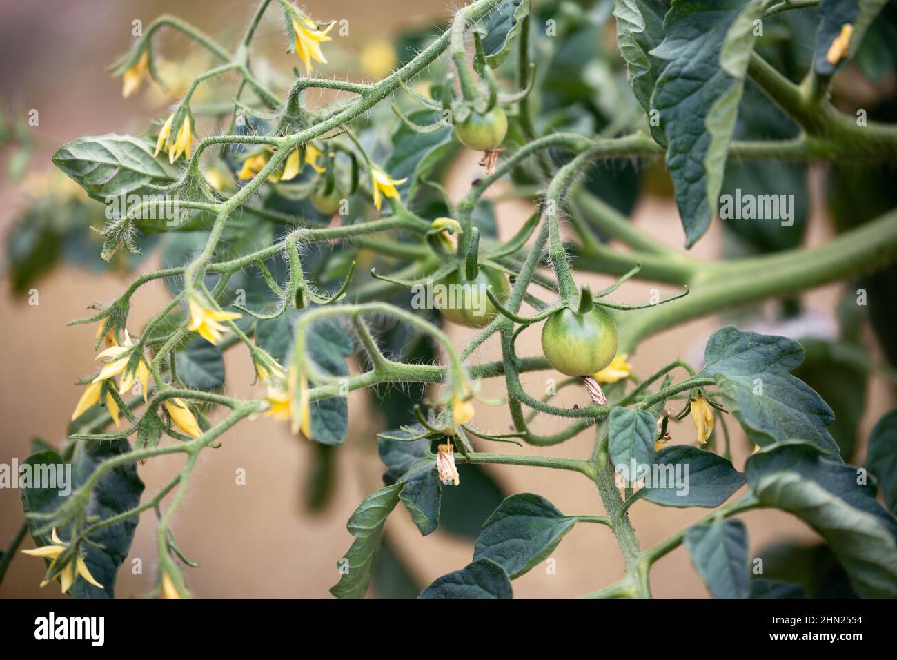 Tomato plant. Large raceme with flowers and small young unripe fruits Stock Photo