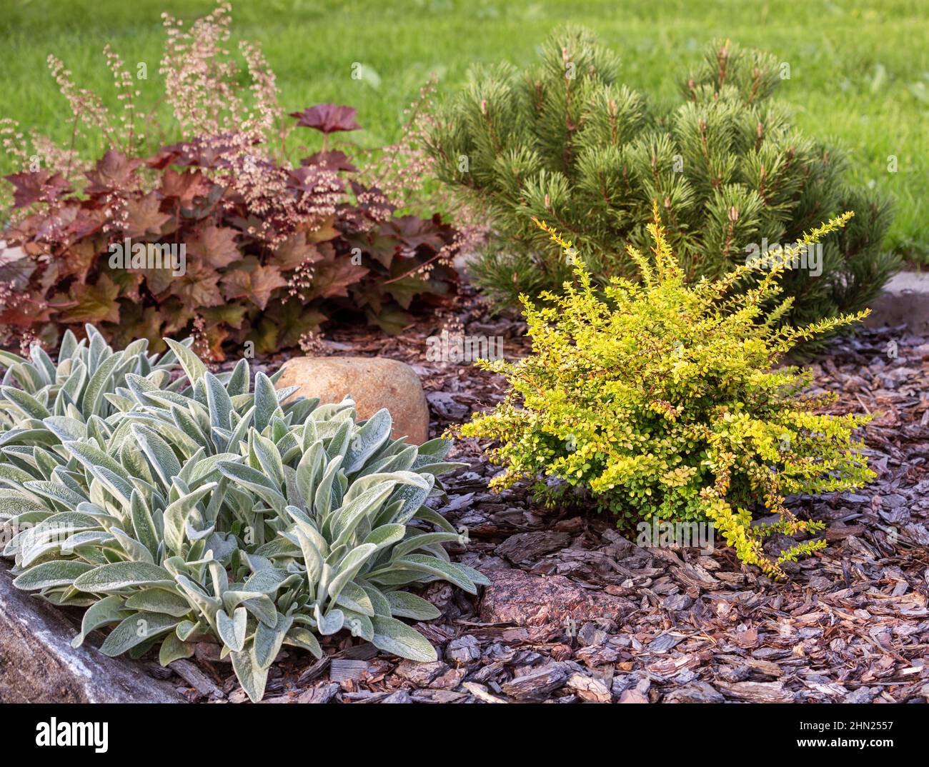 Combination of different plants in landscaping. Coniferous and deciduous shrubs next to perennial ornamental plants in a mixborder are mulched with pi Stock Photo