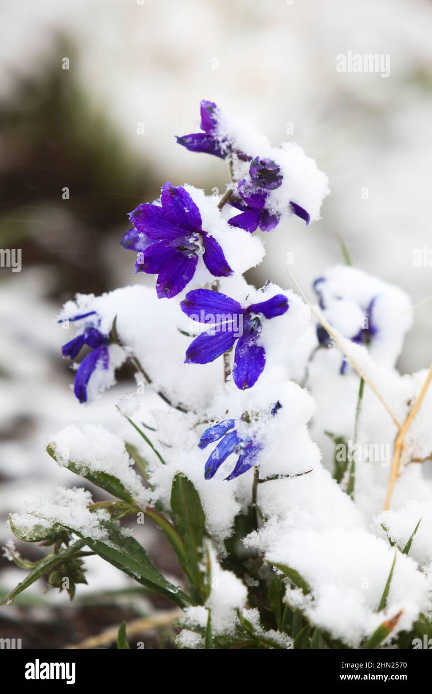 Larkspur (Consolida ajacis) in summer snowstorm, Dunraven Pass, Yellowstone NP, Wyoming, USA Stock Photo