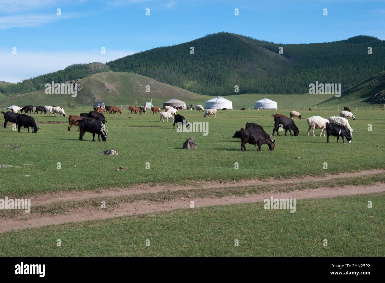 Herd of sheep and goats eating grass near traditional mongolian houses,  called ger or yurt. Green mountains in the background. Central Mongolia  Stock Photo - Alamy
