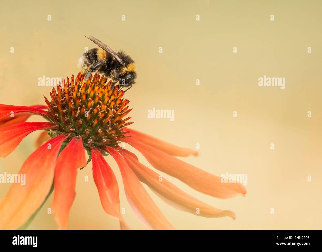 Bee collecting pollen from a coneflower Stock Photo