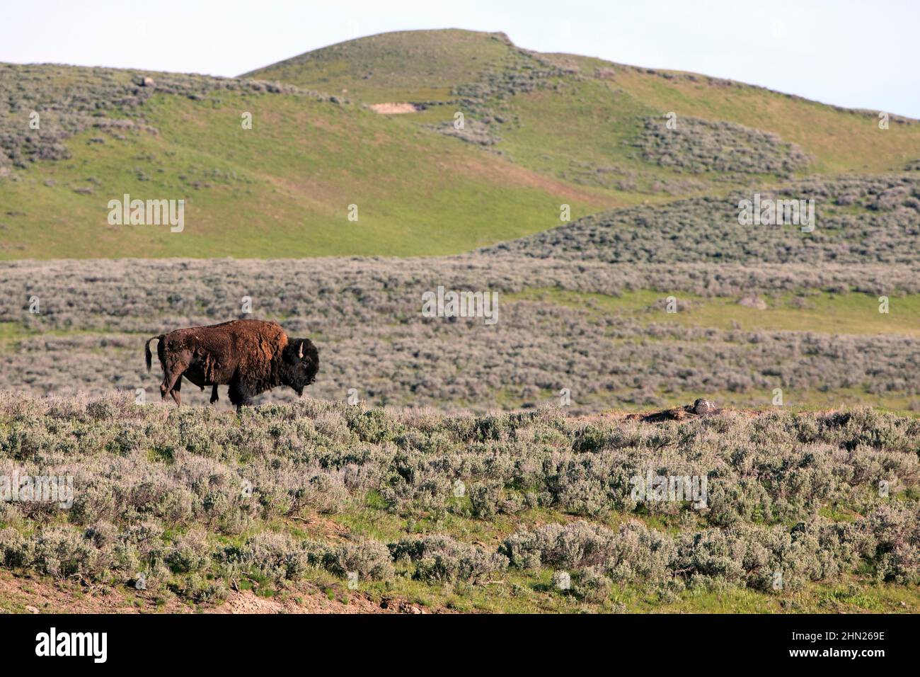 American Bison (Bison bison) bull in Hayden Valley, Yellowstone NP, Wyoming Stock Photo