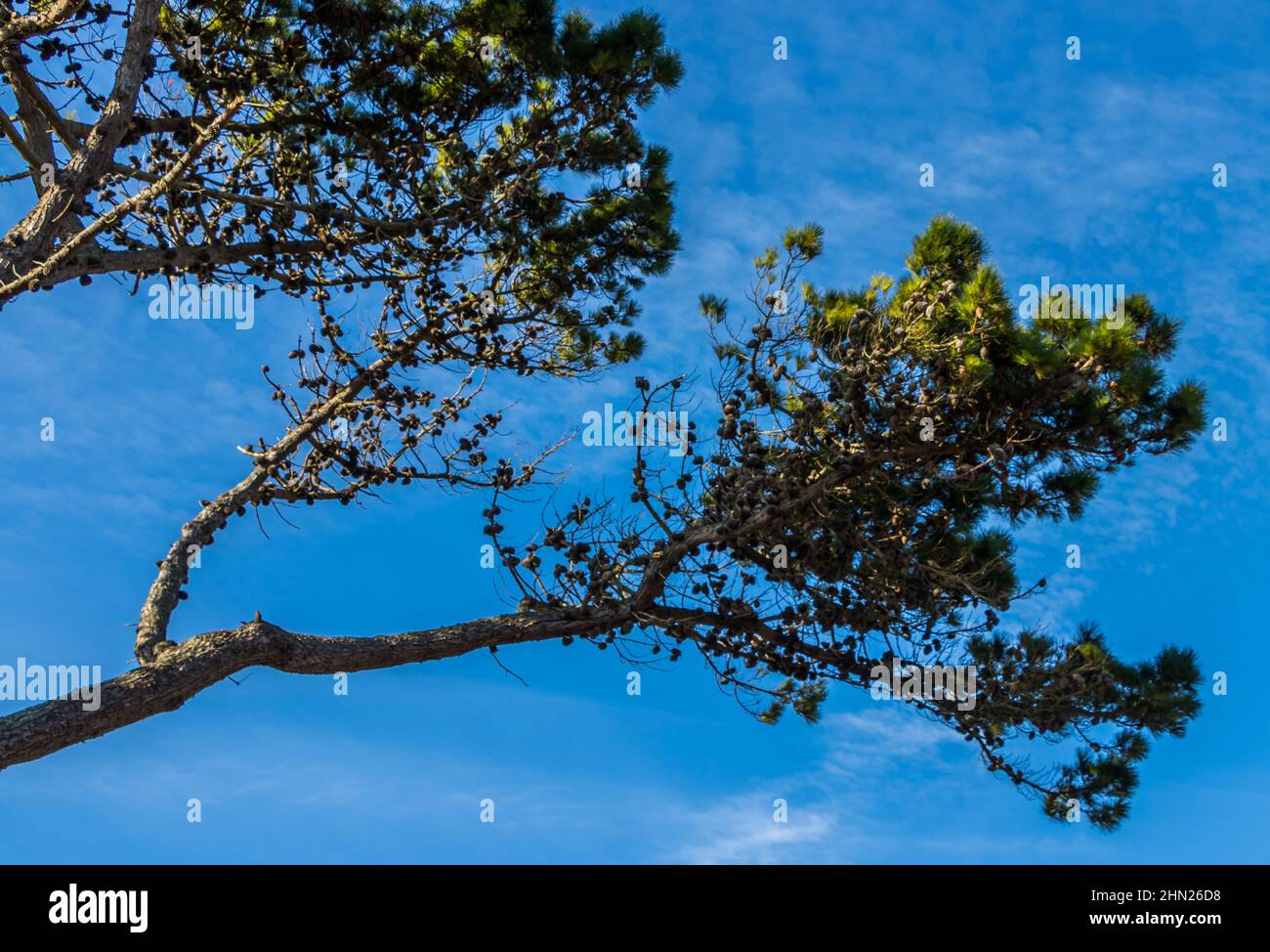 A fir tree against a blue sky near Bognor Regis, West Sussex, UK. Stock Photo