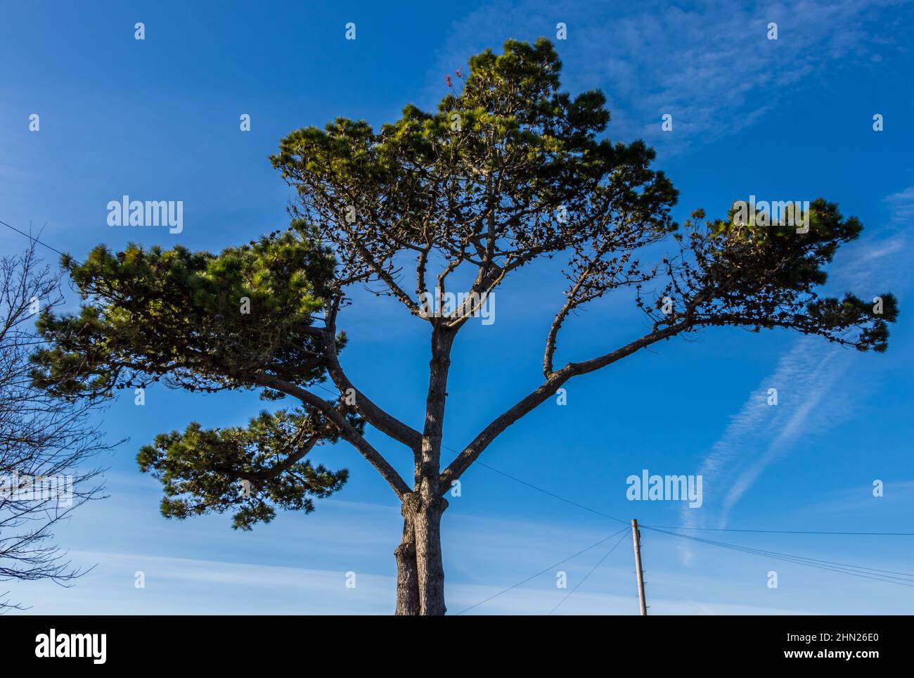 A fir tree against a blue sky near Bognor Regis, West Sussex, UK. Stock Photo