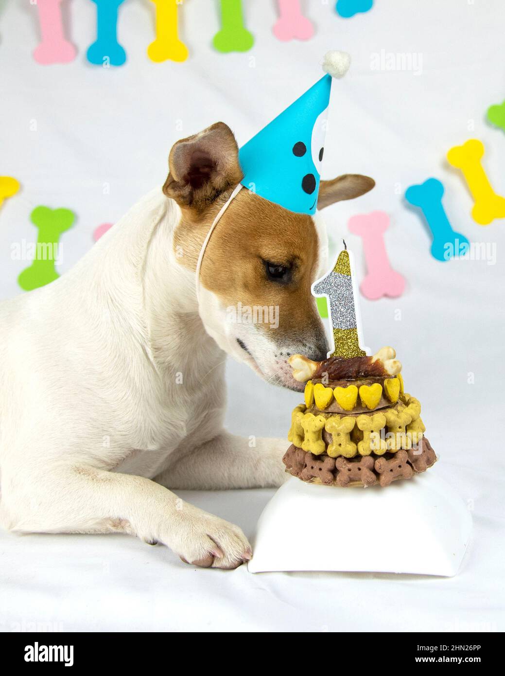 Jack Russell Terrier dog lies on a white background with a garland in the  form of bones in a cap and sniffs his birthday cake decorated with bones  and Stock Photo -