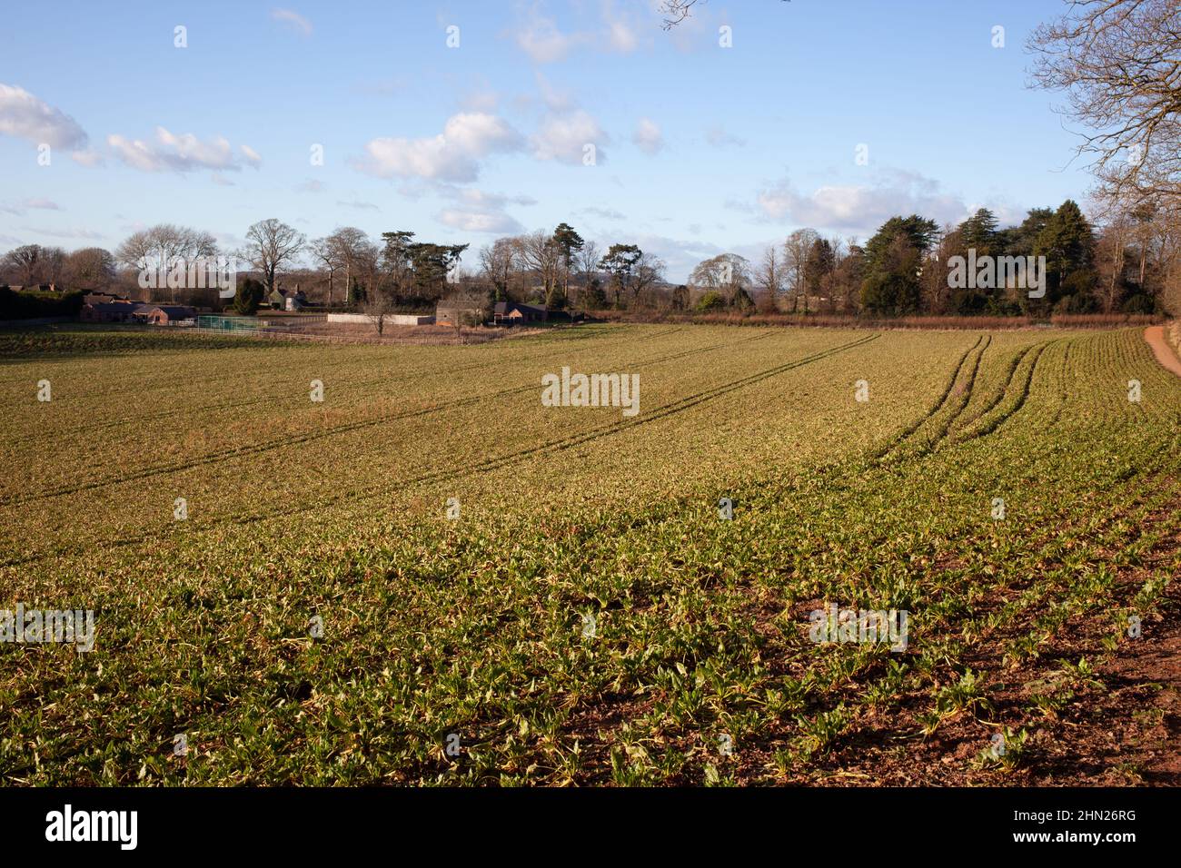 Field of Sugarbeet in January. Staffordshire. UK Stock Photo