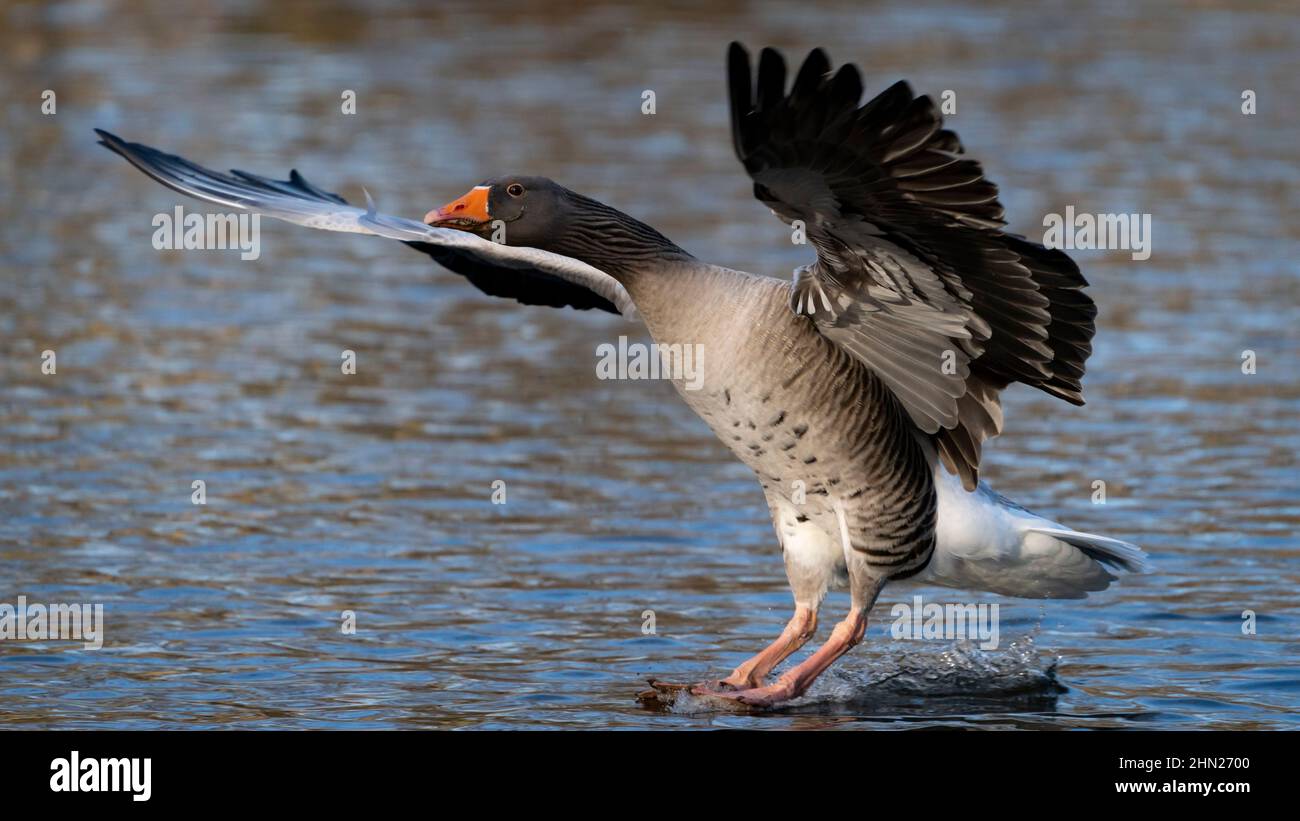 ST JAMES'S PARK, CITY OF WESTMINSTER, LONDON, UK. 5 FEBRUARY 2022. Goose landing on the water in St James's Park. Photograph by Richard Holmes. Stock Photo