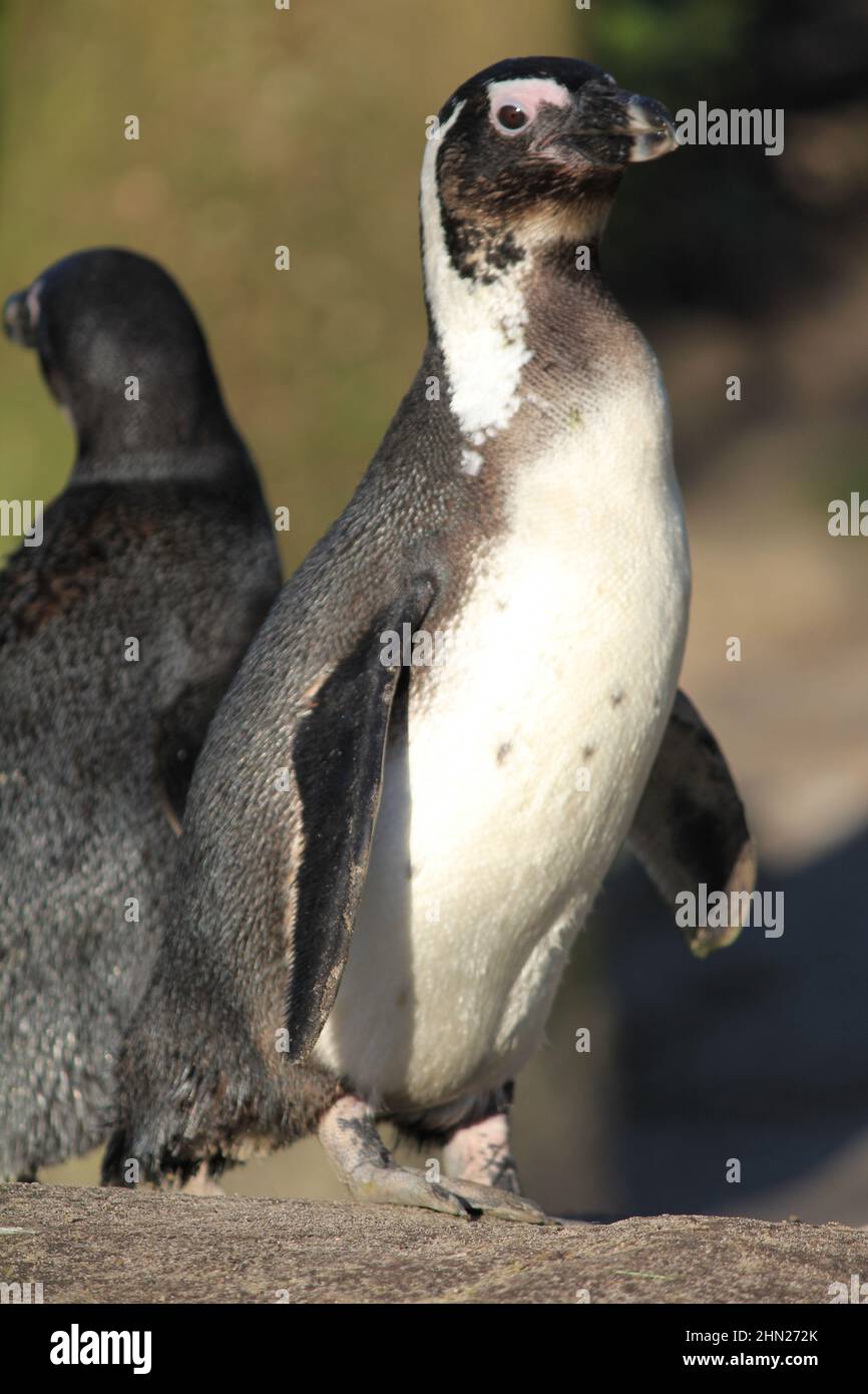 African penguin in Overloon zoo Stock Photo
