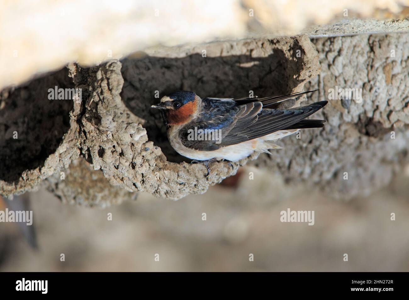 Cliff swallow (Hirundo pyrrhonota) bird at half finished nest, under bridge, Yellowstone NP, Wyoming Stock Photo