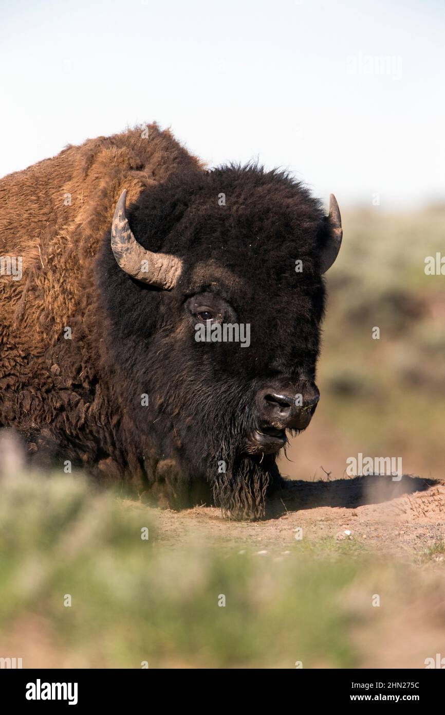 American Bison (Bison bison) bull chewing cud, Yellowstone NP, Wyoming Stock Photo