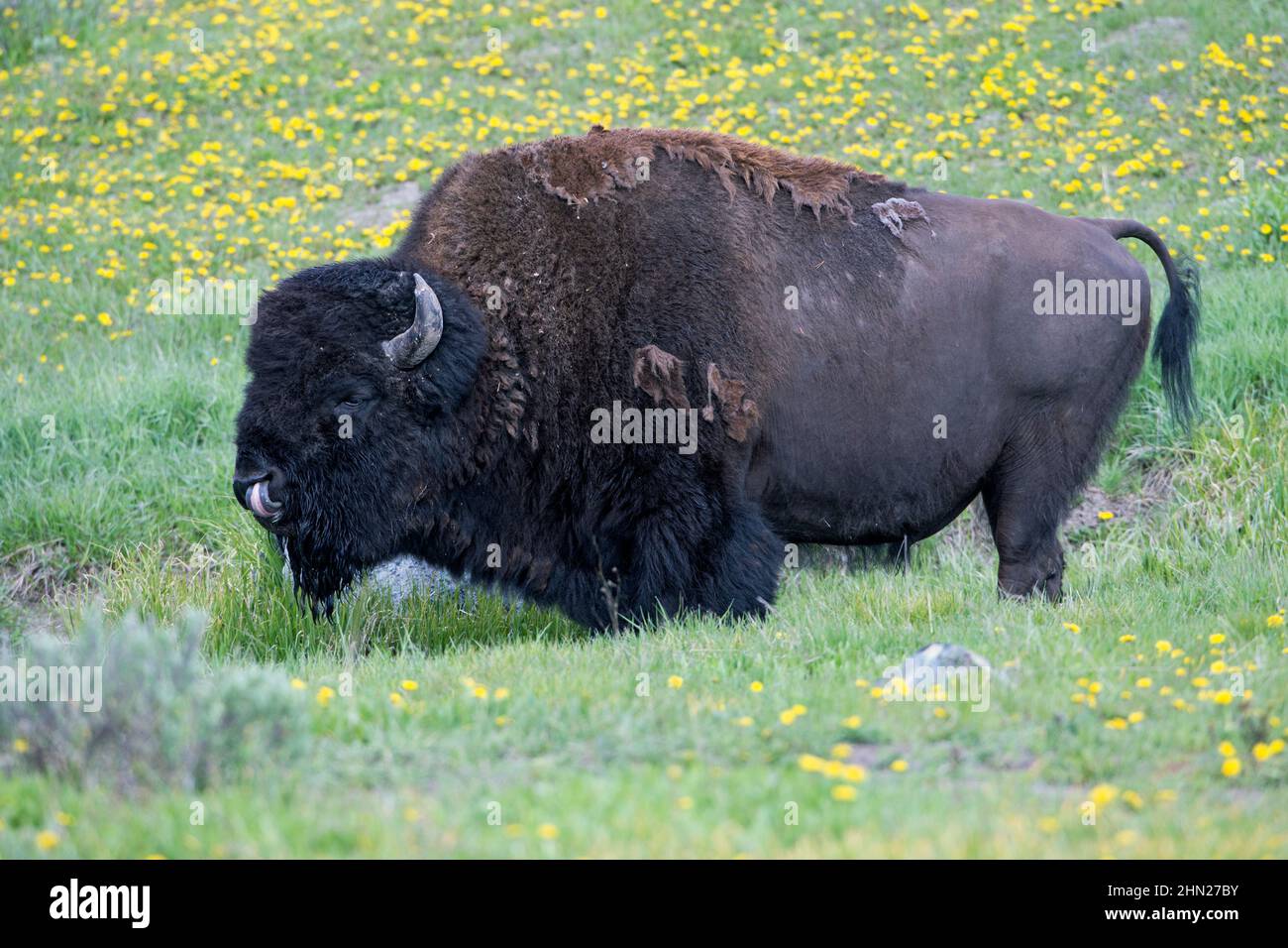 Animal lips hi-res stock photography and images - Alamy