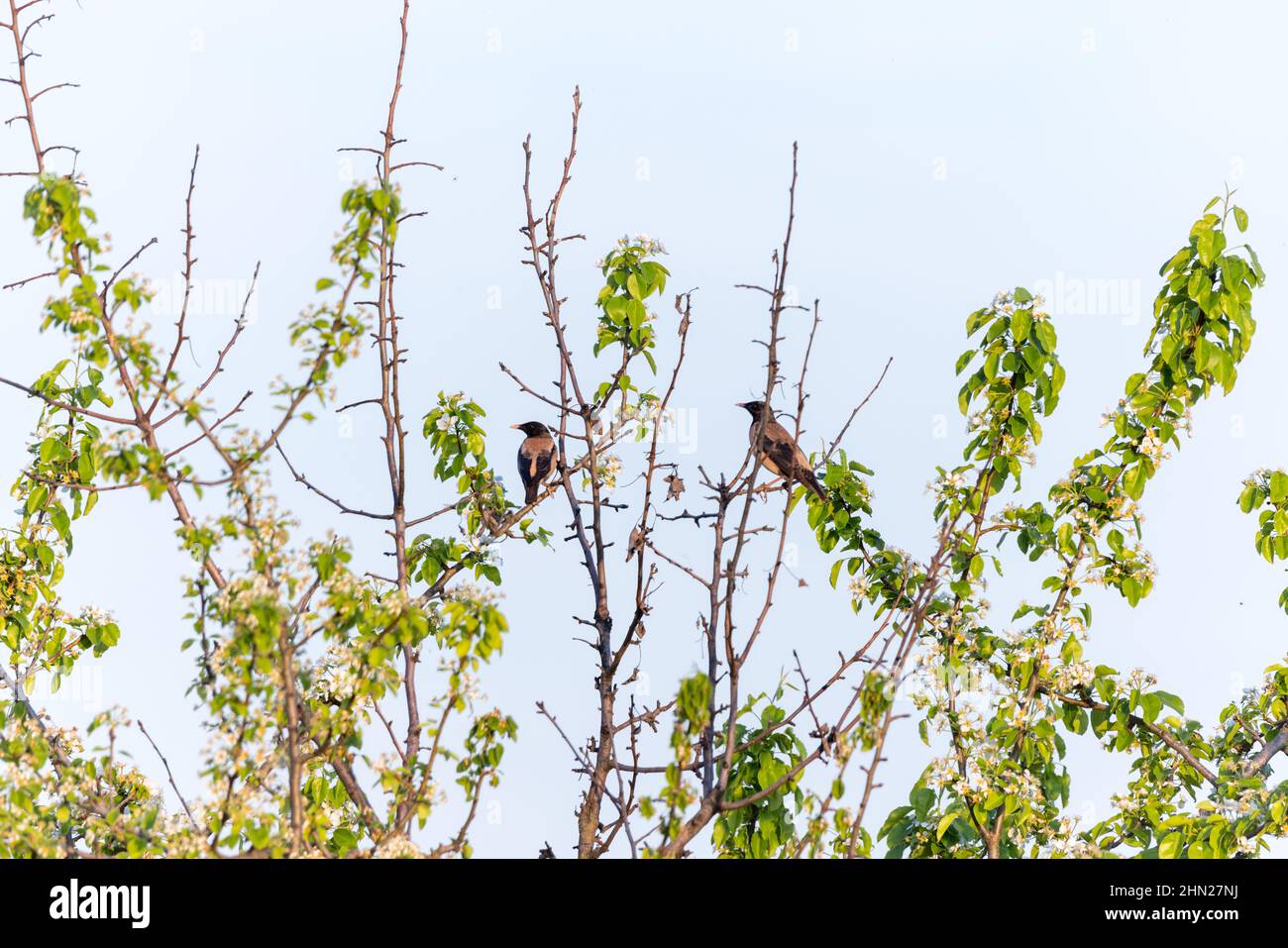 Rose-coloured Starling (Sturnus roseus, Pastor roseus). Russia, the Ryazan region (Ryazanskaya oblast), the Pronsky District, Denisovo. Stock Photo