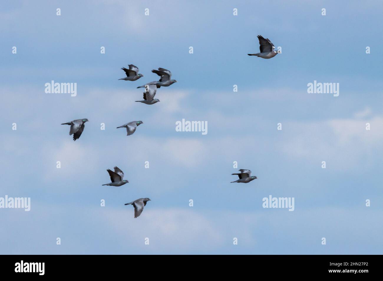 Stock Dove (Columba oenas) and Woodpigeon (Columba palumbus). Russia, the Ryazan region (Ryazanskaya oblast), the Pronsky District, Kisva. Stock Photo