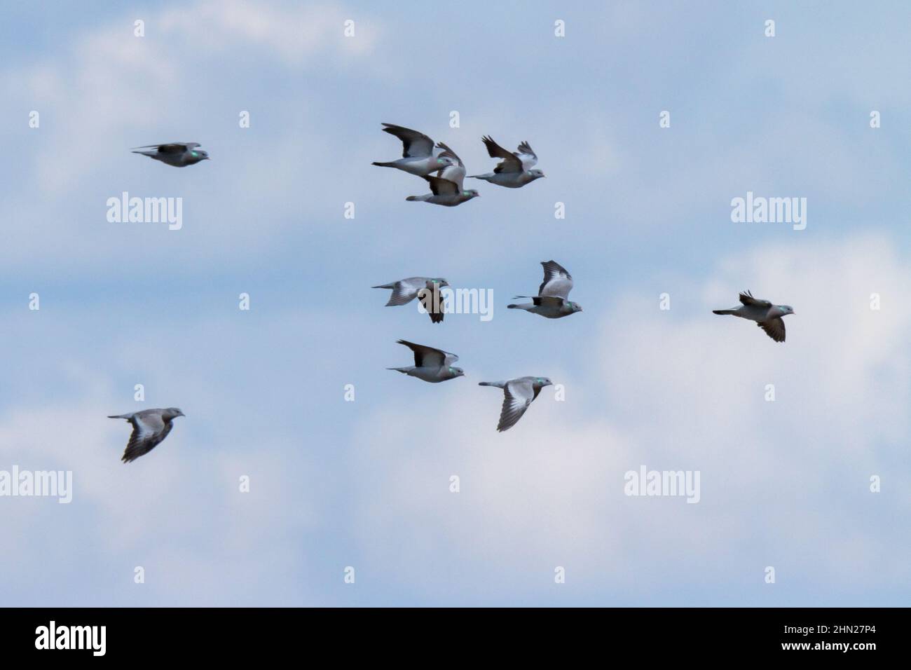 Stock Dove (Columba oenas). Russia, the Ryazan region (Ryazanskaya oblast), the Pronsky District, Kisva. Stock Photo