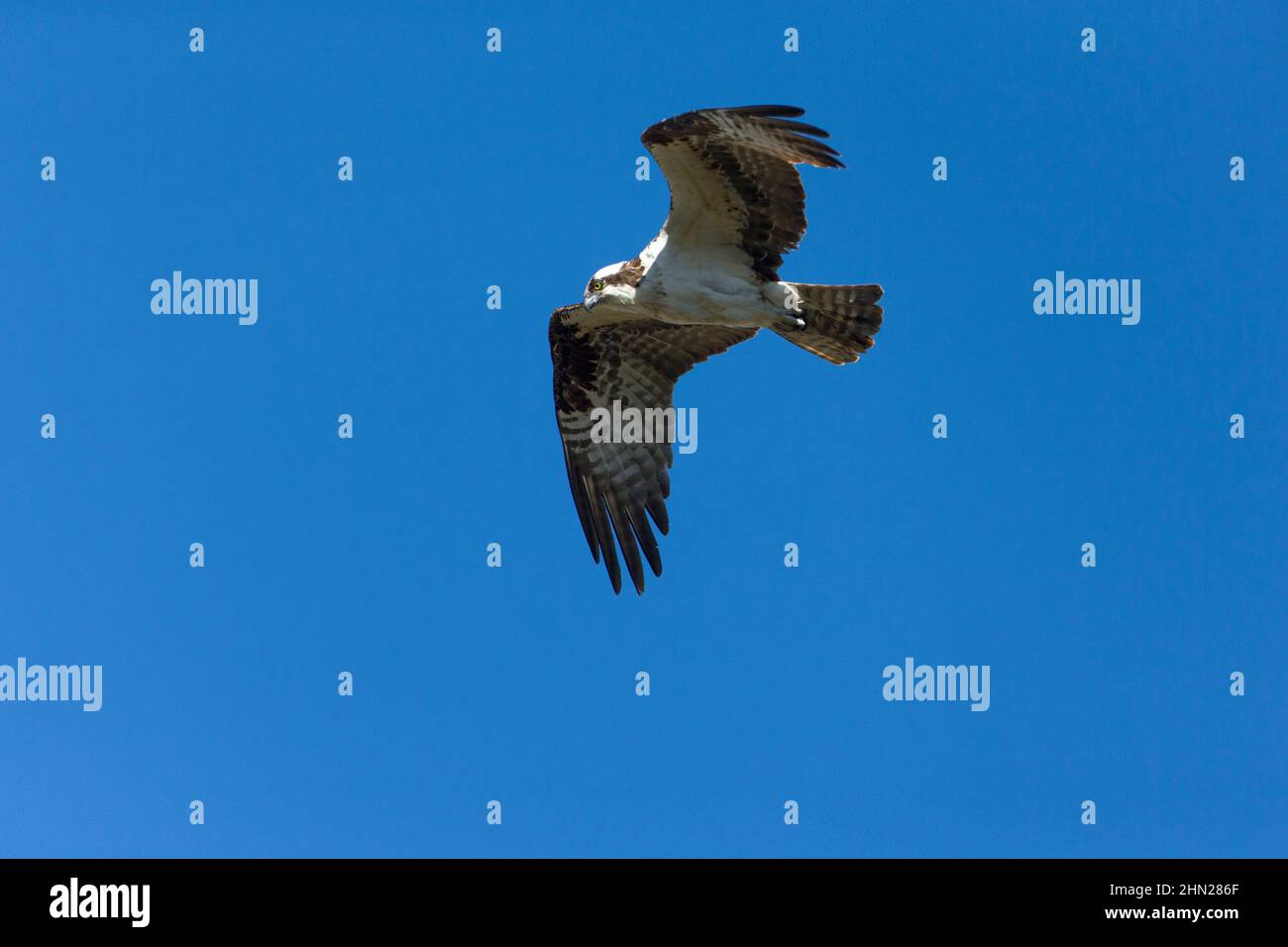 Osprey in flight (Pandion haliaetus)Yellowstone NP, Wyoming Stock Photo