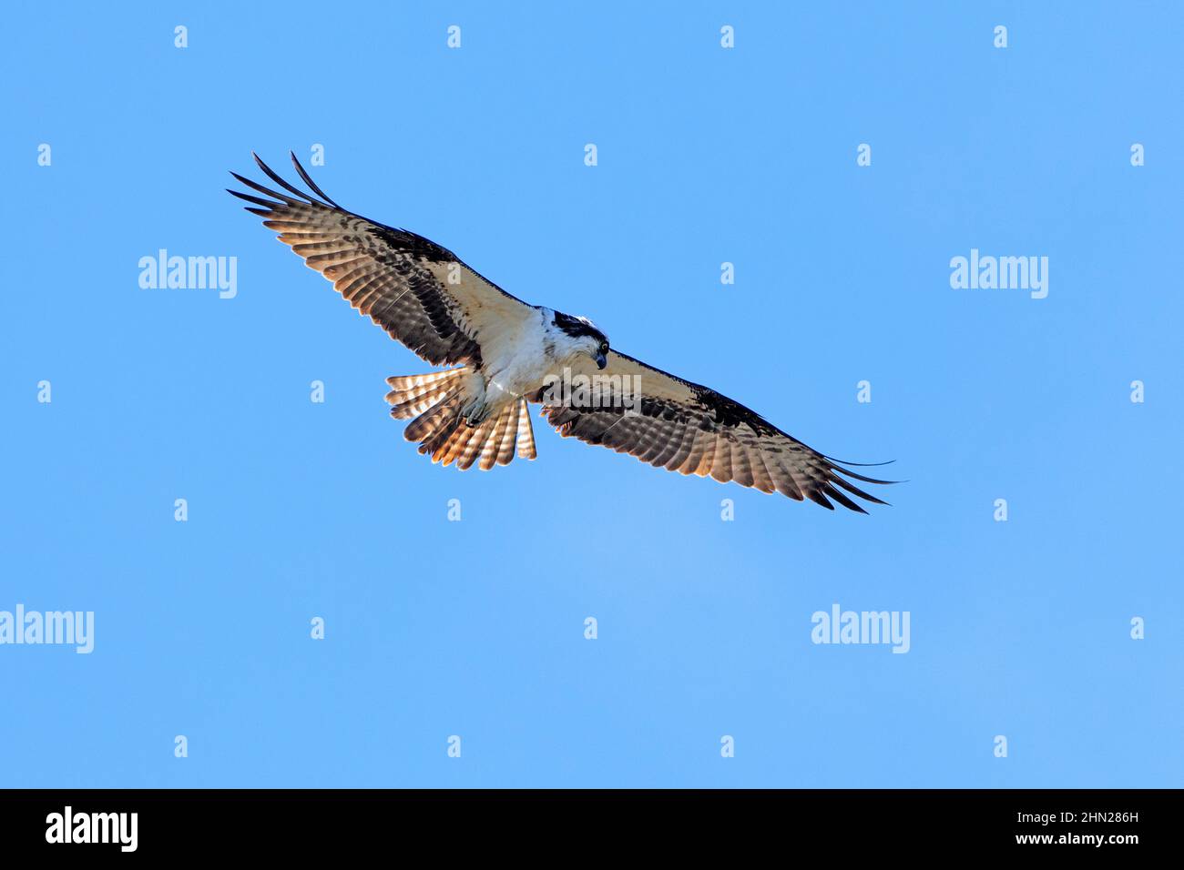 Osprey in flight (Pandion haliaetus) hovering, Yellowstone NP, Wyoming Stock Photo