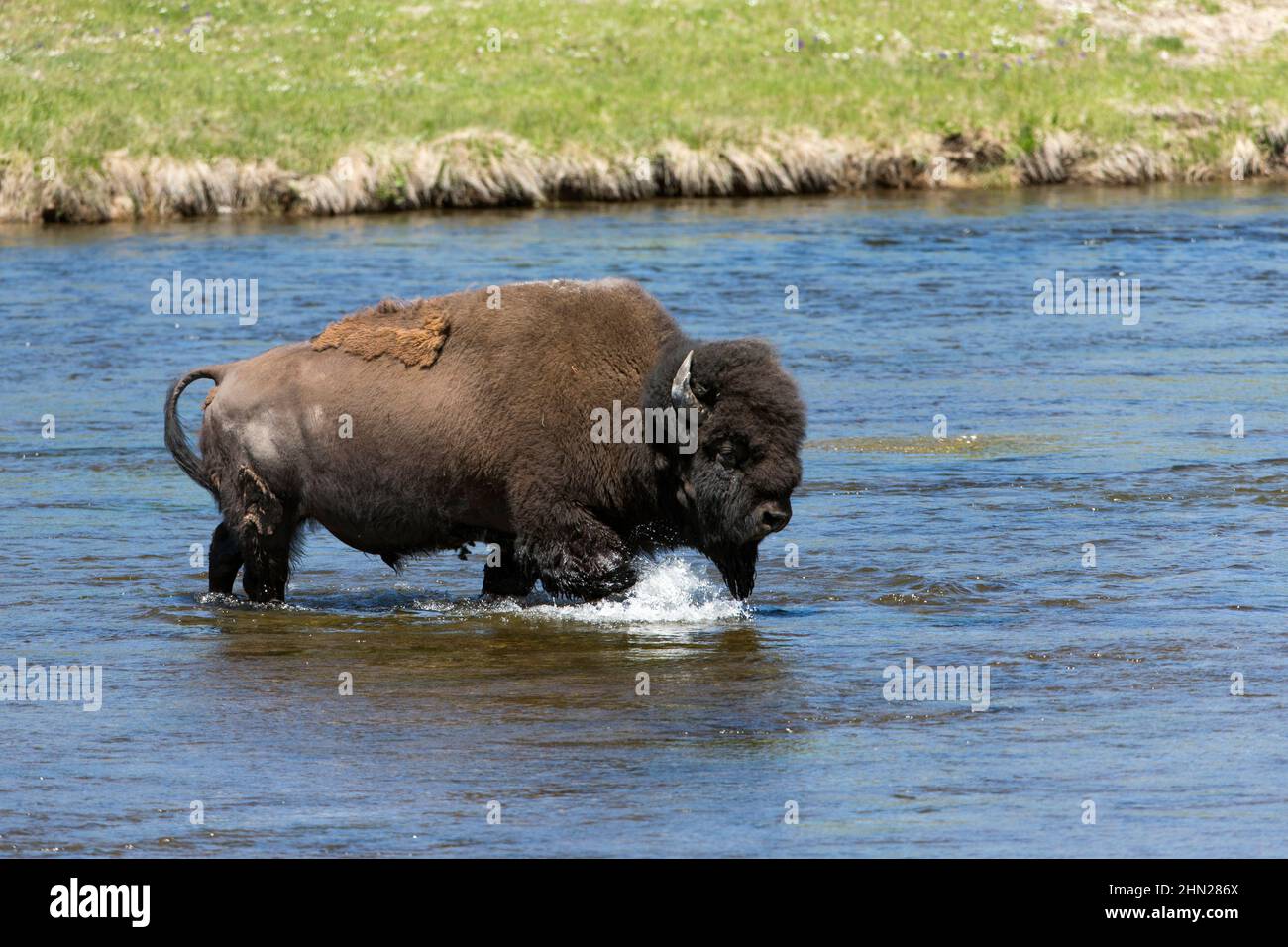 American Bison (Bison bison) crossing Firehole River, Yellowstone NP, Wyoming Stock Photo