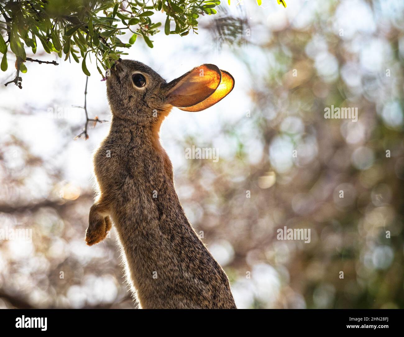 Audubon's Cottontail rabbit backlit by morning glow stands and nibbles upward at shrub leaves at Gilbert Water Ranch in Arizona Stock Photo