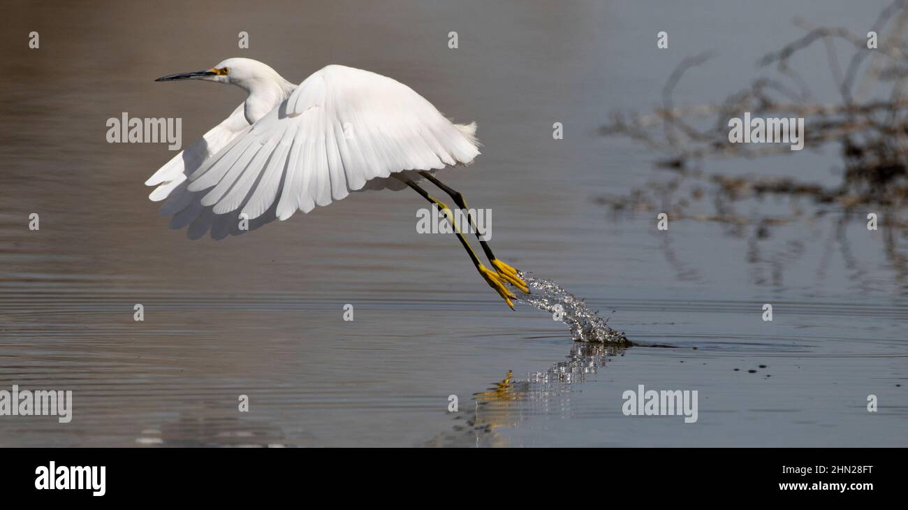 Water droplets splash from golden feet of Snowy Egret lifting off at Gilbert Water Ranch in Arizona Stock Photo