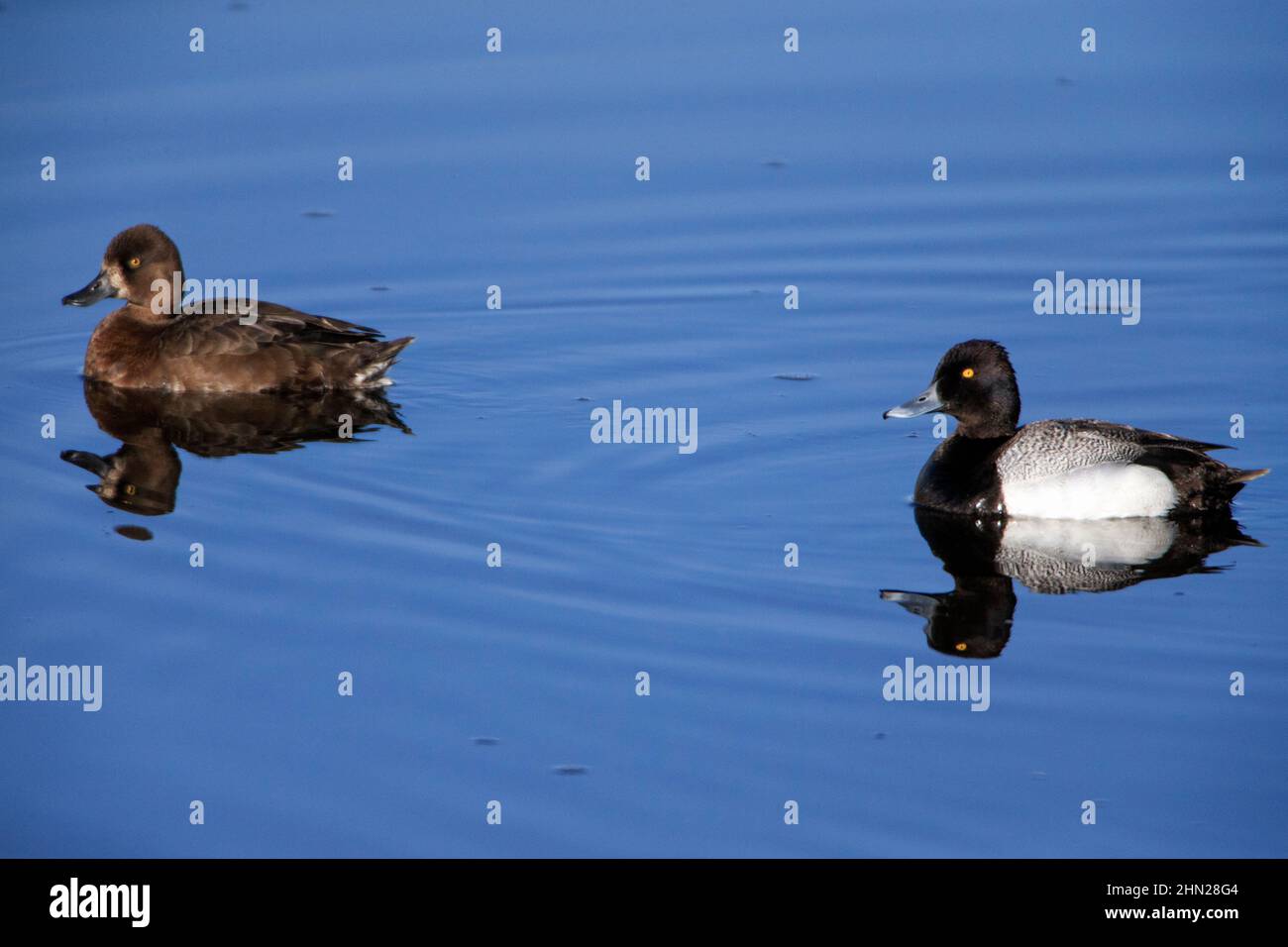 Lesser Scaup (Aythya affinis) pair on lake, Yellowstone NP, Wyoming, USA Stock Photo