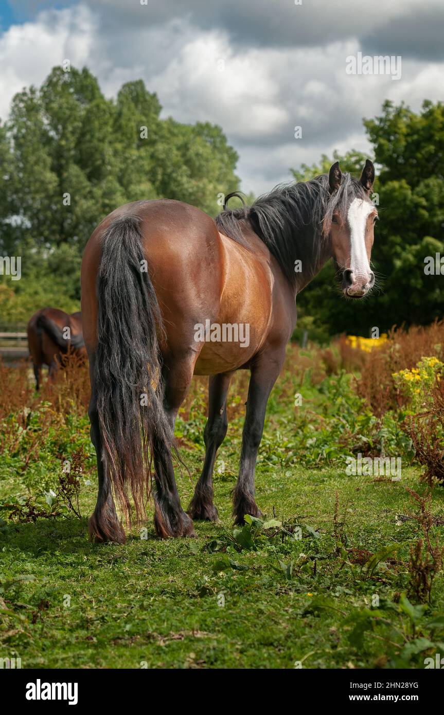 Domesticted Horse Oryctolagus cuniculus in a North Norfolk field, UK Stock Photo