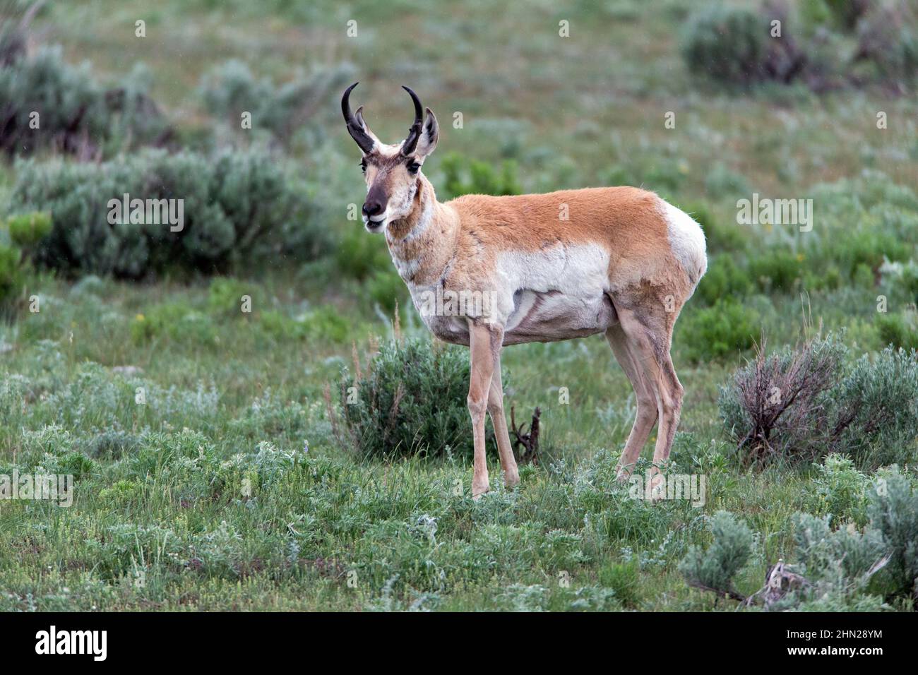 Pronghorn Antelope (Antilocapra americana) male, Lamar Valley, Yellowstone NP, Wyoming Stock Photo