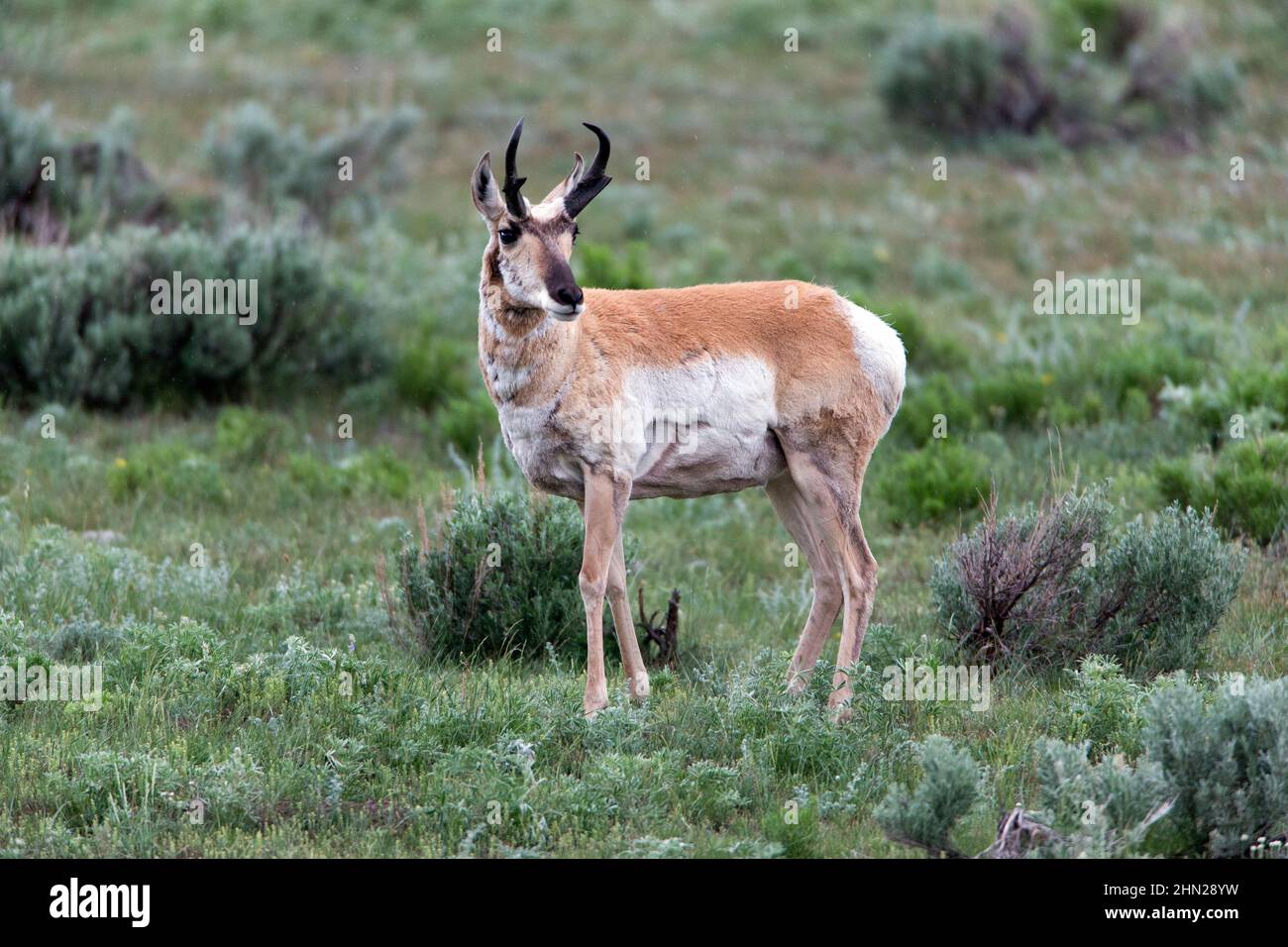 Pronghorn Antelope (Antilocapra americana) male, Lamar Valley, Yellowstone NP, Wyoming Stock Photo