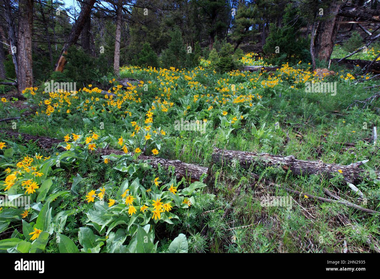 Arrowleaf Balsamroot (Balsamorhiza sagittata) Yellowstone NP, Wyoming Stock Photo