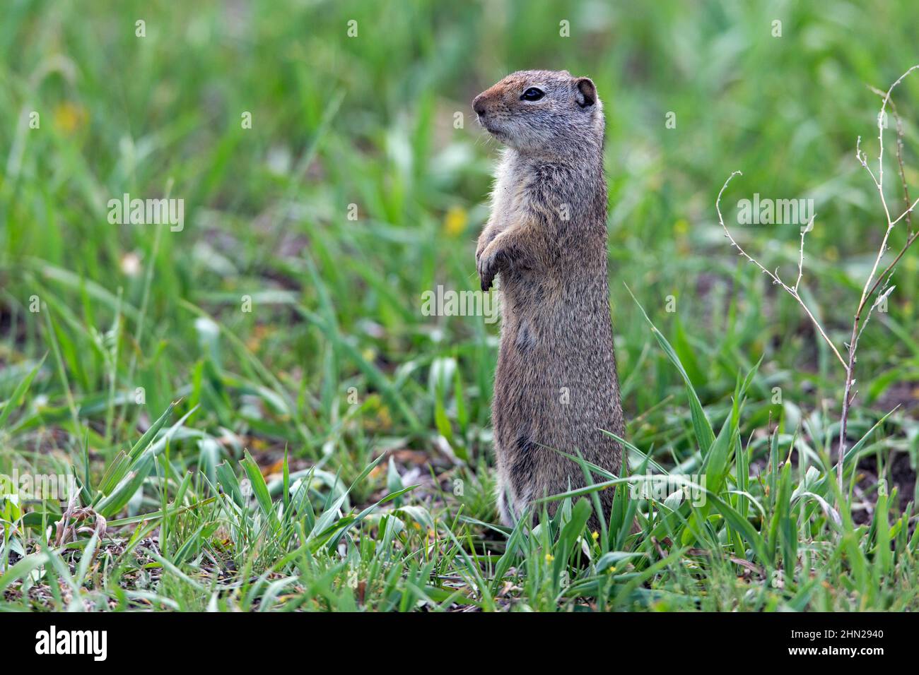 Uinta Ground Squirrel (Spermophilus armatus) Yellowstone NP, Wyoming Stock Photo