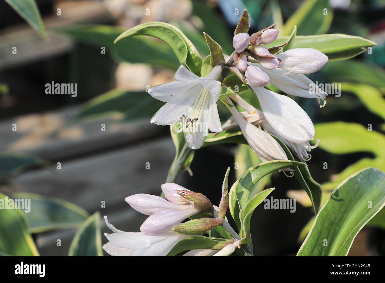 Delicate pink blossoms on a hosta plant. Stock Photo