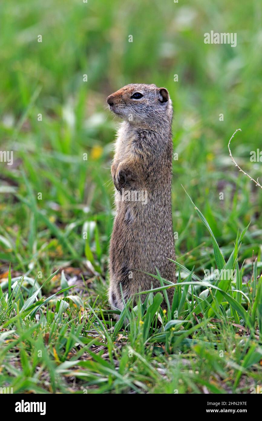 Uinta Ground Squirrel (Spermophilus armatus) feeding on grass, Yellowstone NP, Wyoming Stock Photo