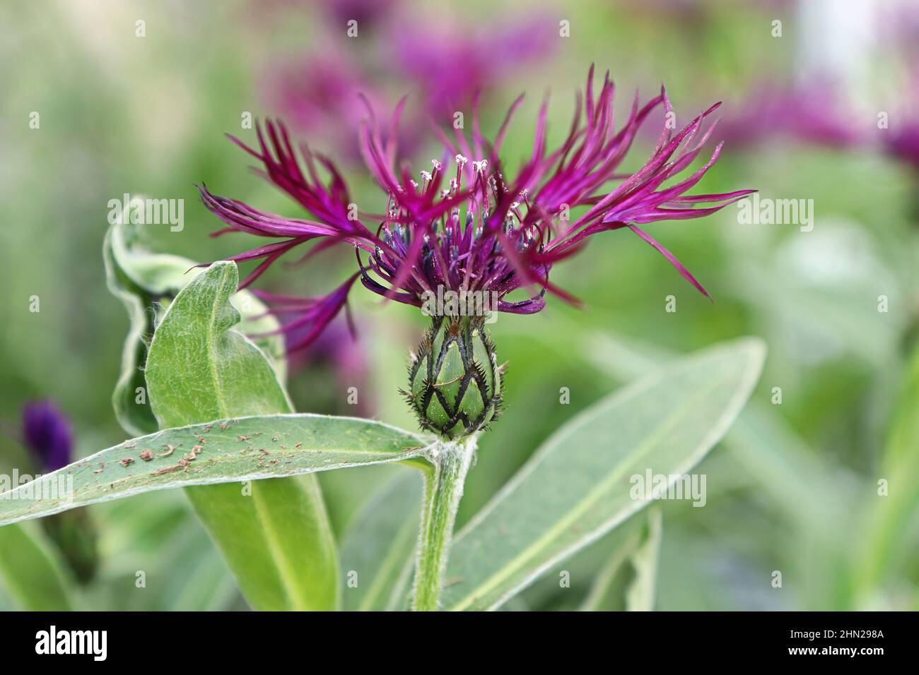 Closeup side view of a purple knapweed flower. Stock Photo
