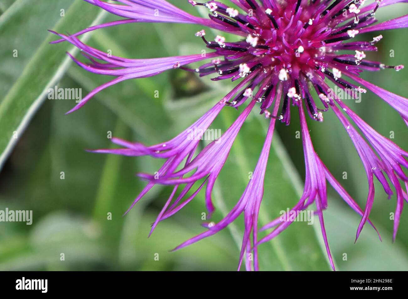 Purple starthistle hi-res stock photography and images - Alamy