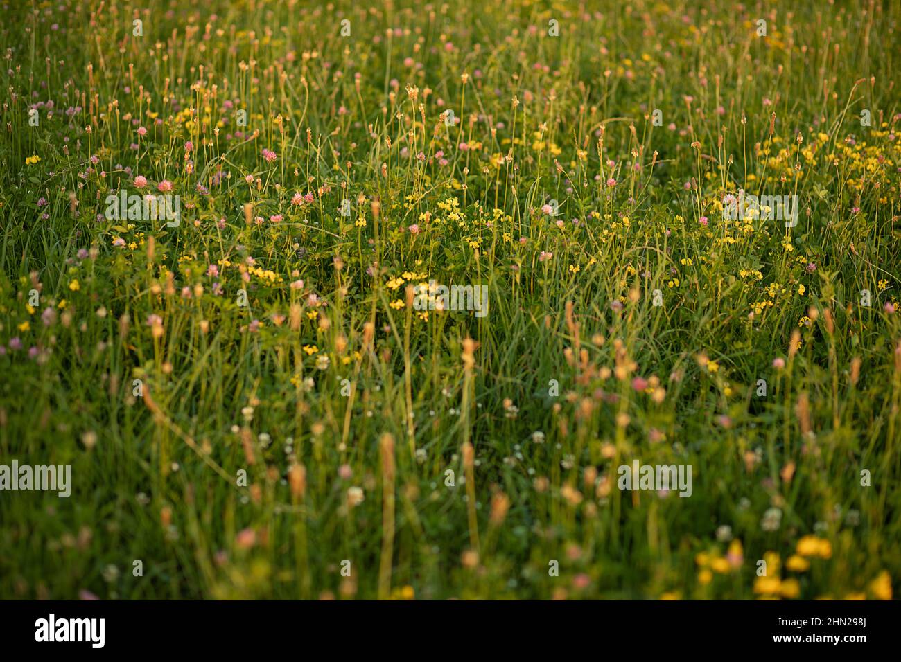 Photo hill flowers grass hi-res stock photography and images - Alamy
