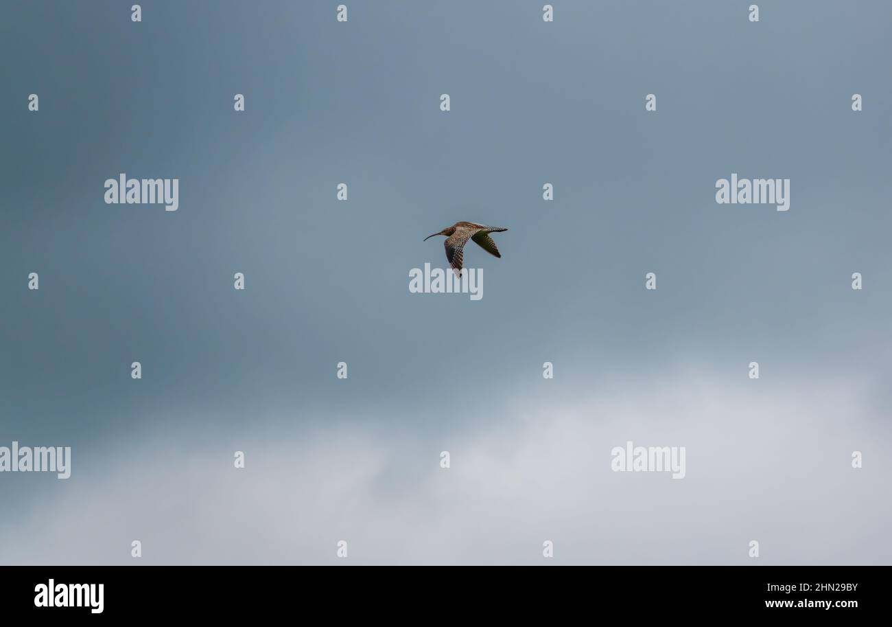 a spring curlew (Numenius) flying under a dark blue and grey cloud sky Stock Photo
