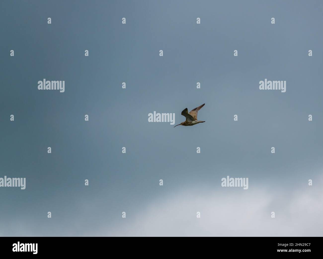 a spring curlew (Numenius) flying under a dark blue and grey cloud sky Stock Photo