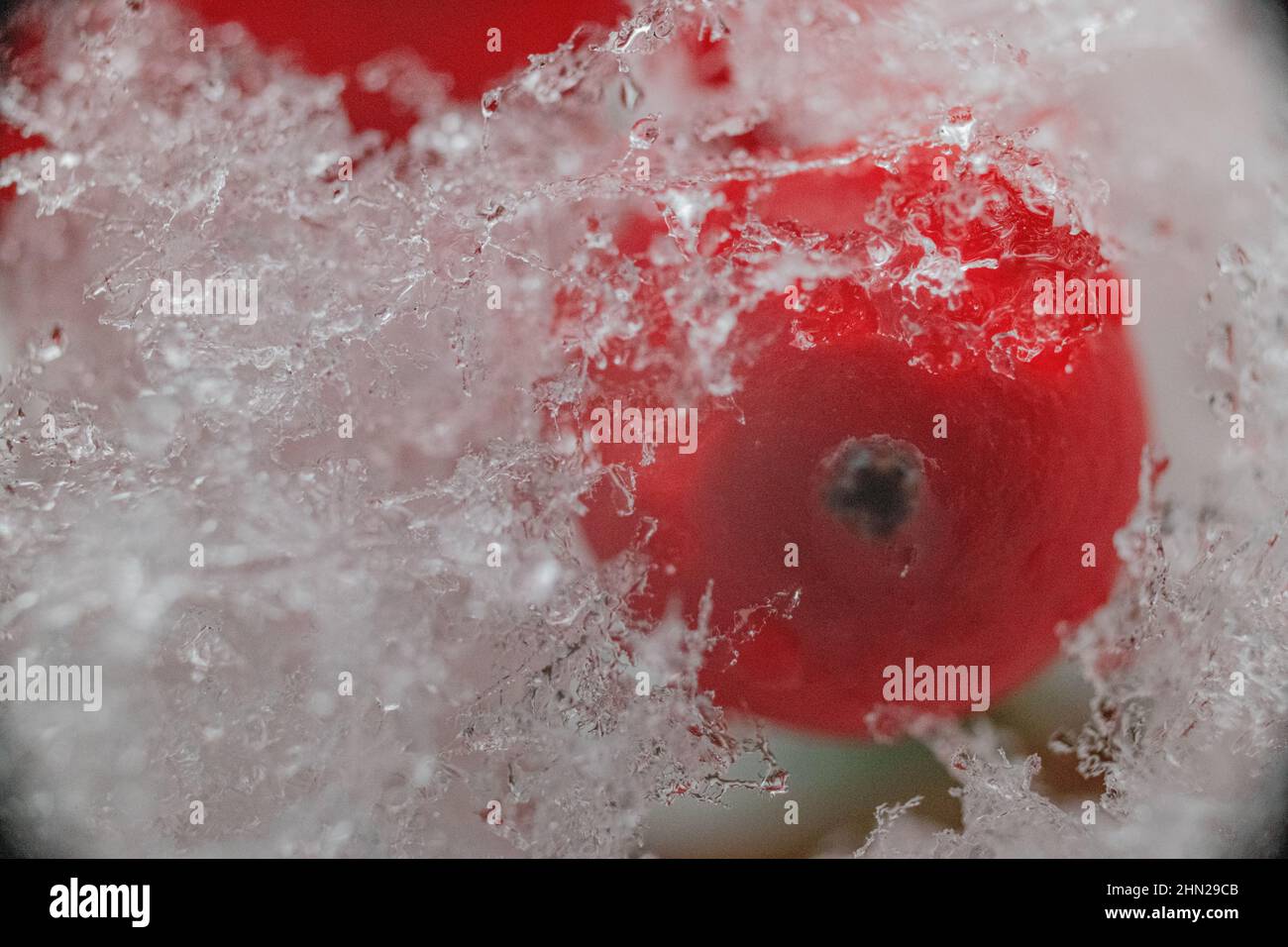 Heavenly bamboo berry in snow - red Nandina domestica berry with snowflakes - winter scene of frost and snow on winter berry Stock Photo
