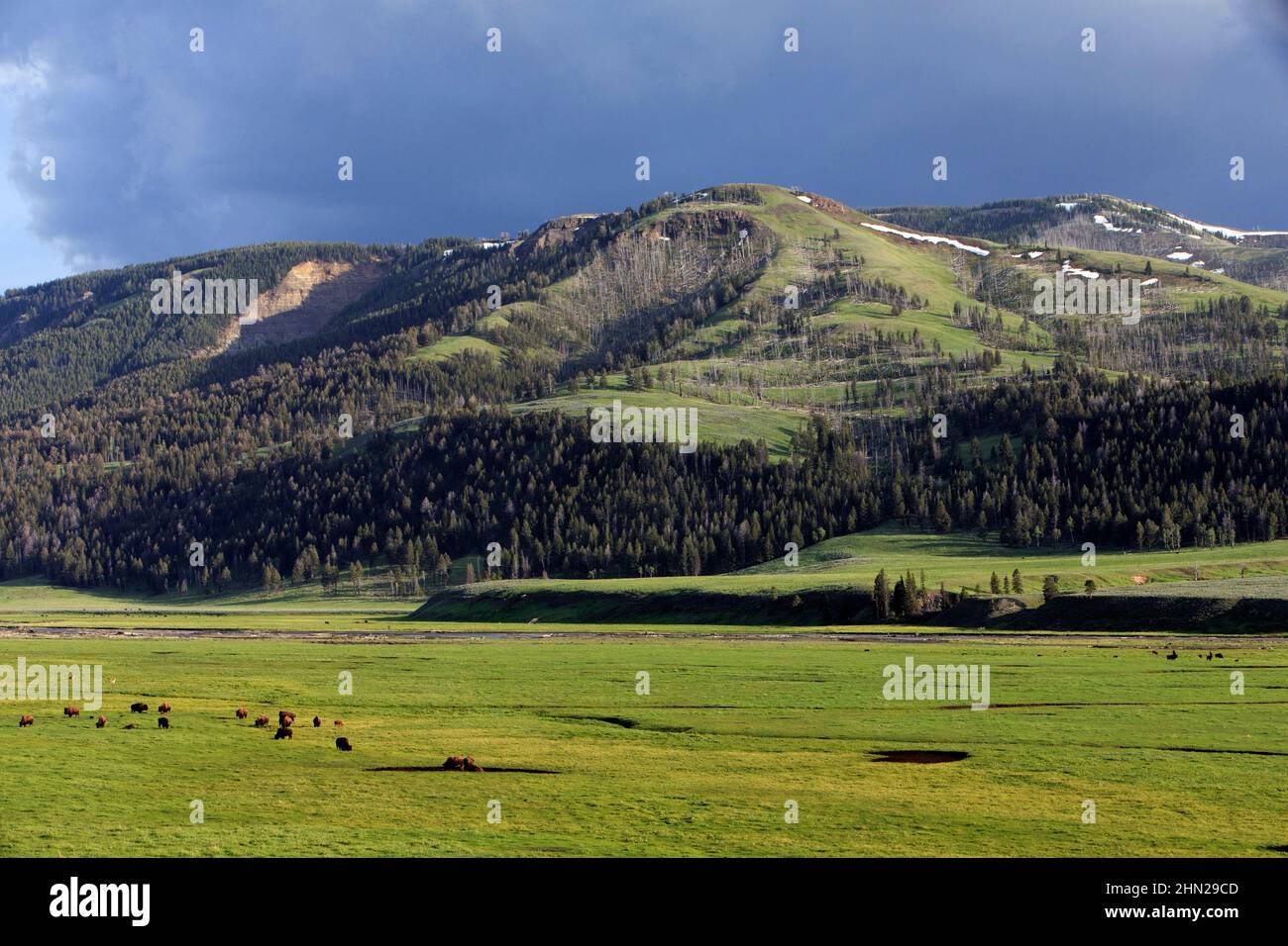 American Bison (Bison bison) grazing in Lamar Valley, Yellowstone NP, Wyoming Stock Photo
