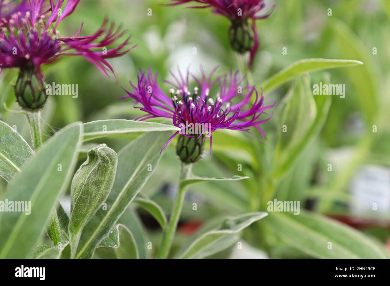 Purple starthistle hi-res stock photography and images - Alamy