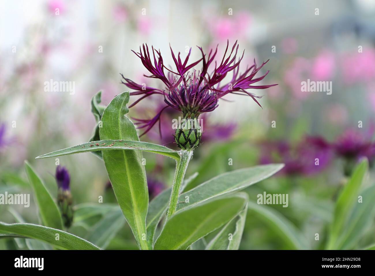 Closeup side view of a purple knapweed flower. Stock Photo