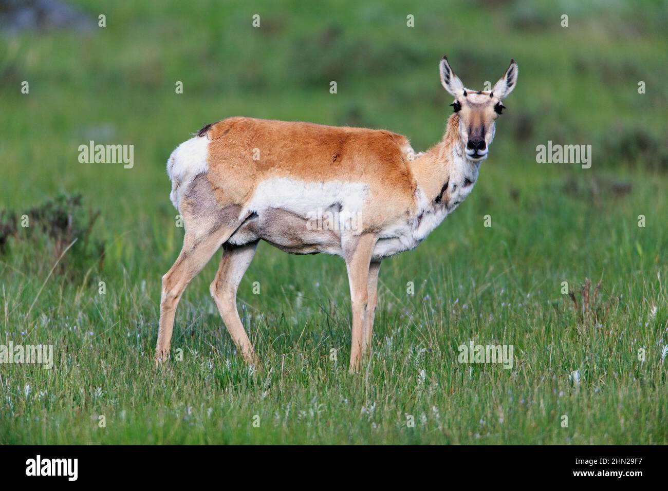 Pronghorn Antelope (Antilocapra americana) female,  Lamar Valley, Yellowstone NP, Wyoming Stock Photo