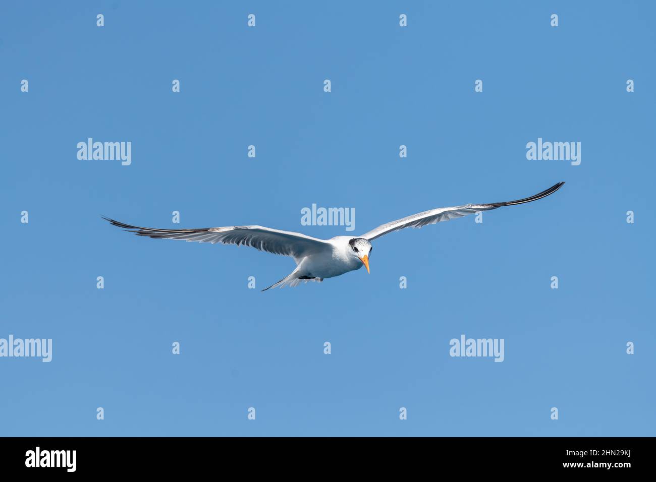 A non-breeding adult Royal Tern (Thalasseus maximus) flying against a clear blue sky in the Florida Keys, USA Stock Photo