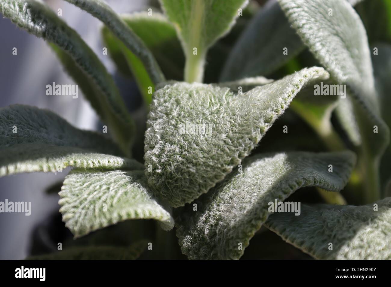 Closeup of the fuzzy leaves on a lambear plant Stock Photo