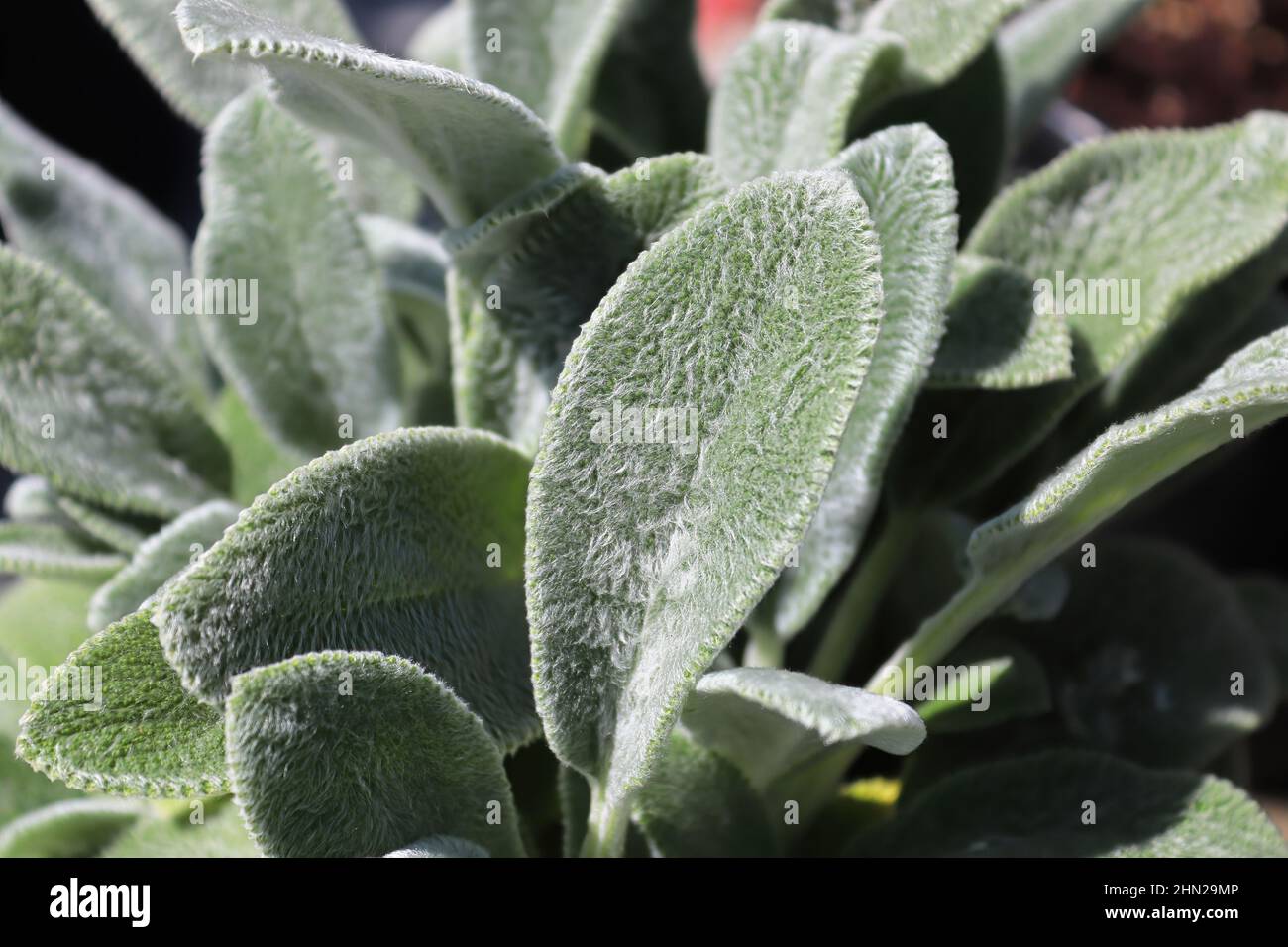 Closeup of the fuzzy leaves on a lambear plant Stock Photo
